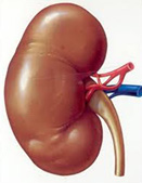 Cancer renal