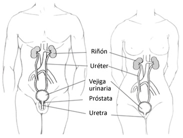 Infecciones urinarias